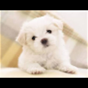 Meet your Posher, Elaine